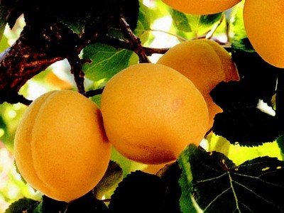 koraérett zsírégető, karcsúsító adagja szezonjában: 6 db