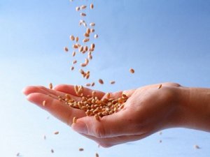 A teljes kiőrlésű gabona rostanyagok és vitaminok tárháza.