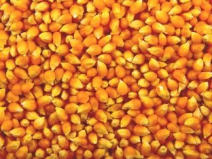 A diétát, fogyókúrát szerencsésen könnyíti meg a rost bevitel, így az otthon pattogtatott kukorica határozottan segíti a diétát.